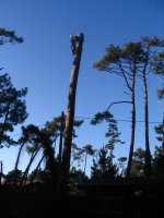 Fällung eines 40m hohen Nadelbaumes  