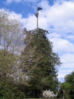 Abschneiden des Wipfels (ca. 10 m) einer    40m hohen Tanne