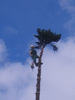 Abschneiden des Wipfels (ca. 10 m) einer    40m hohen Tanne