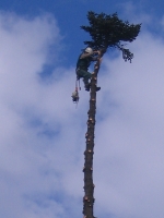 Abschneiden des Wipfels (ca. 10 m) einer    40m hohen Tanne