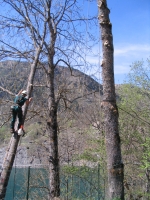 Fllung eines gefhrlichen Baumes mit Klettertechnik, oben an einem steilen Felswand 