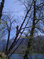 Fllung eines gefhrlichen Baumes mit Klettertechnik, oben an einem steilen Felswand 