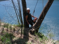 Fllung eines gefhrlichen Baumes mit Klettertechnik, oben an einem steilen Felswand 