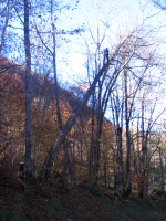 Fllen eines schief gewordenen gefhrlichen Baumes 