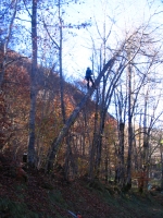 Fllen eines schief gewordenen gefhrlichen Baumes 