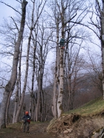 Fllen eines vom Sturm schief gestellten Baumes 