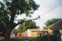 Sturmschaden Beseitigung, Abbau eines Baumes, der auf eine Leitung gestürzt ist, mittels Klettertechnik