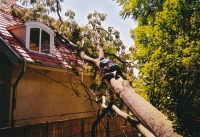 Fllen eines vom Sturm auf ein Hausdach gestrzten Baumes