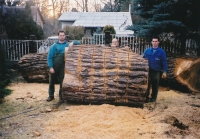  Fällung eines 202 cm starken Baumes in einem kleinen Hof 