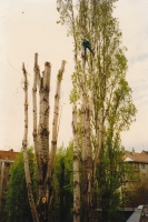 Baumfällung mittels Klettertechnik über einem Glashaus